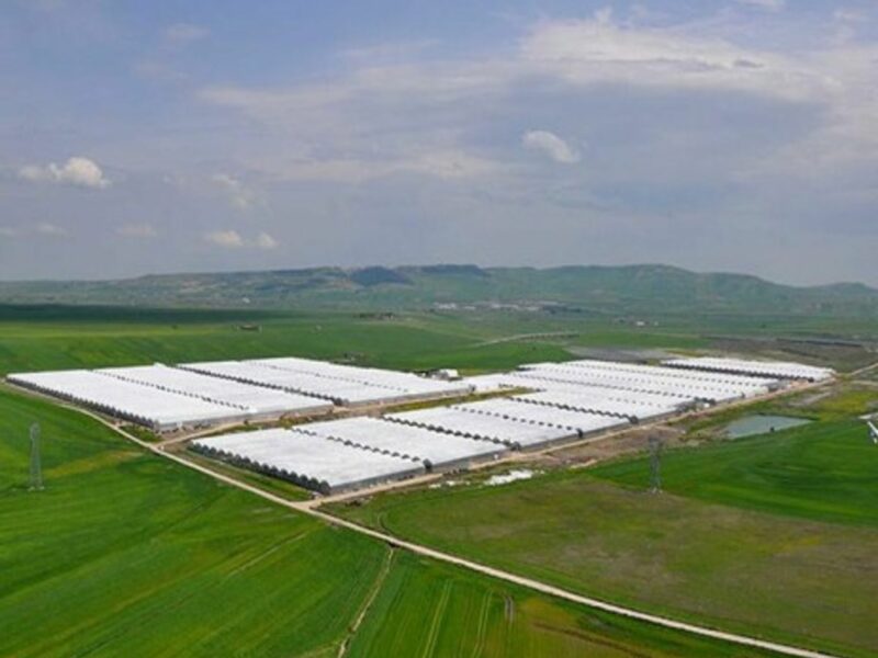 Ciccolella greenhouses cover nearly 100 hectares (Ciccolella)