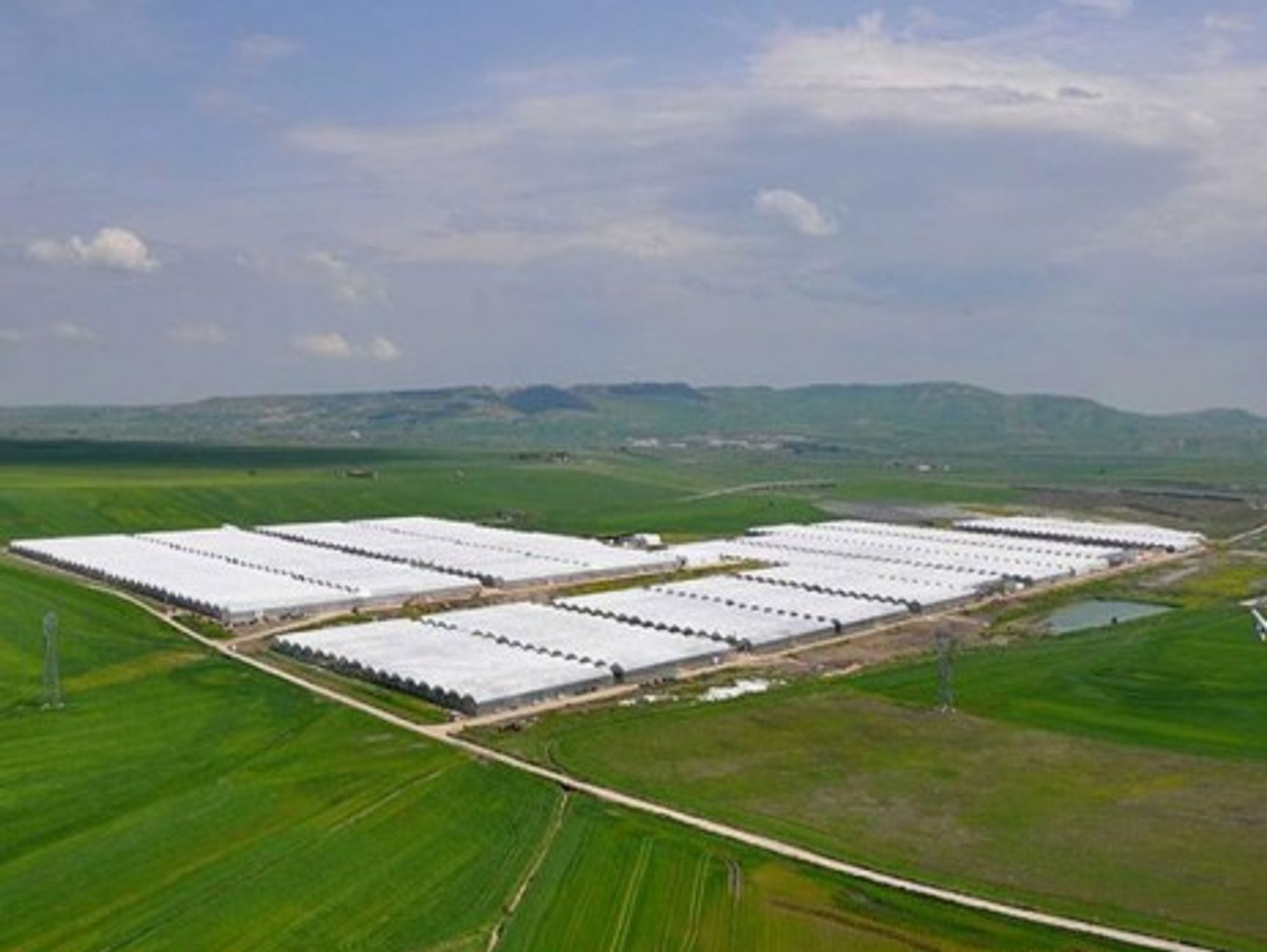 Ciccolella greenhouses cover nearly 100 hectares (Ciccolella)