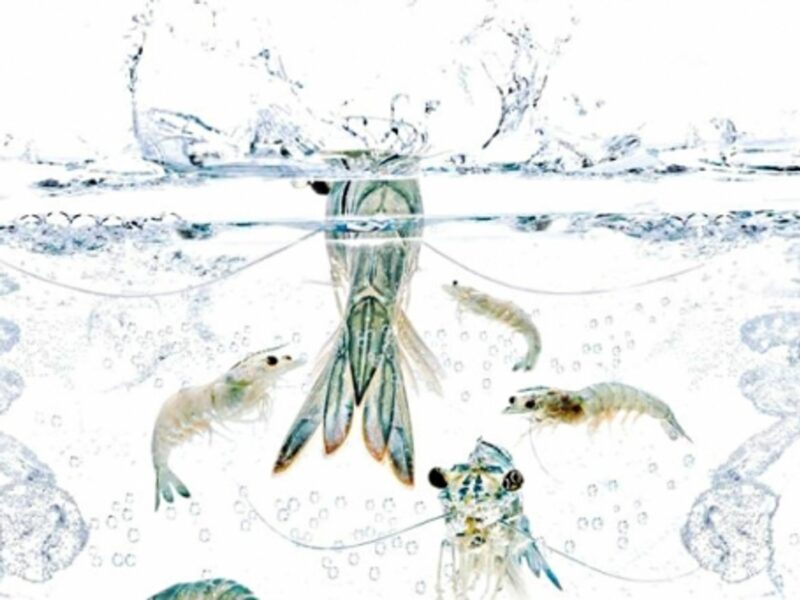Clean waters?