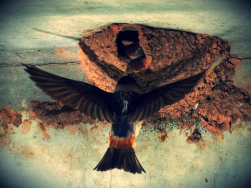 Cliff swallows (not European or African swallows...) nesting under a bridge in New Jersey, USA