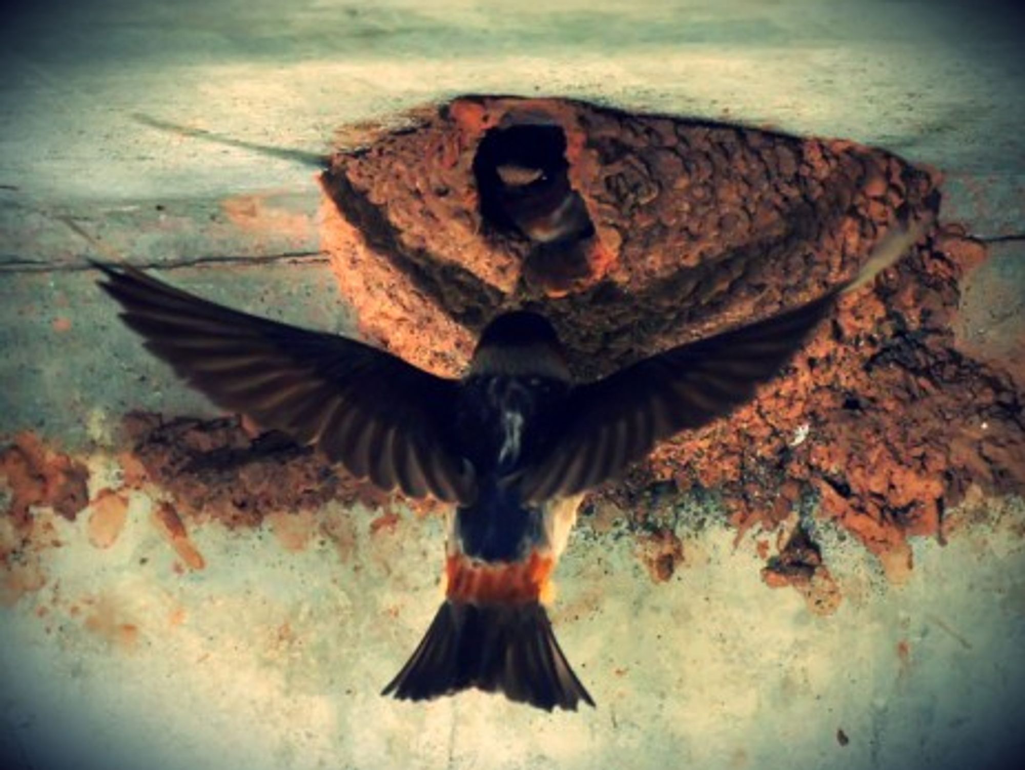 Cliff swallows (not European or African swallows...) nesting under a bridge in New Jersey, USA