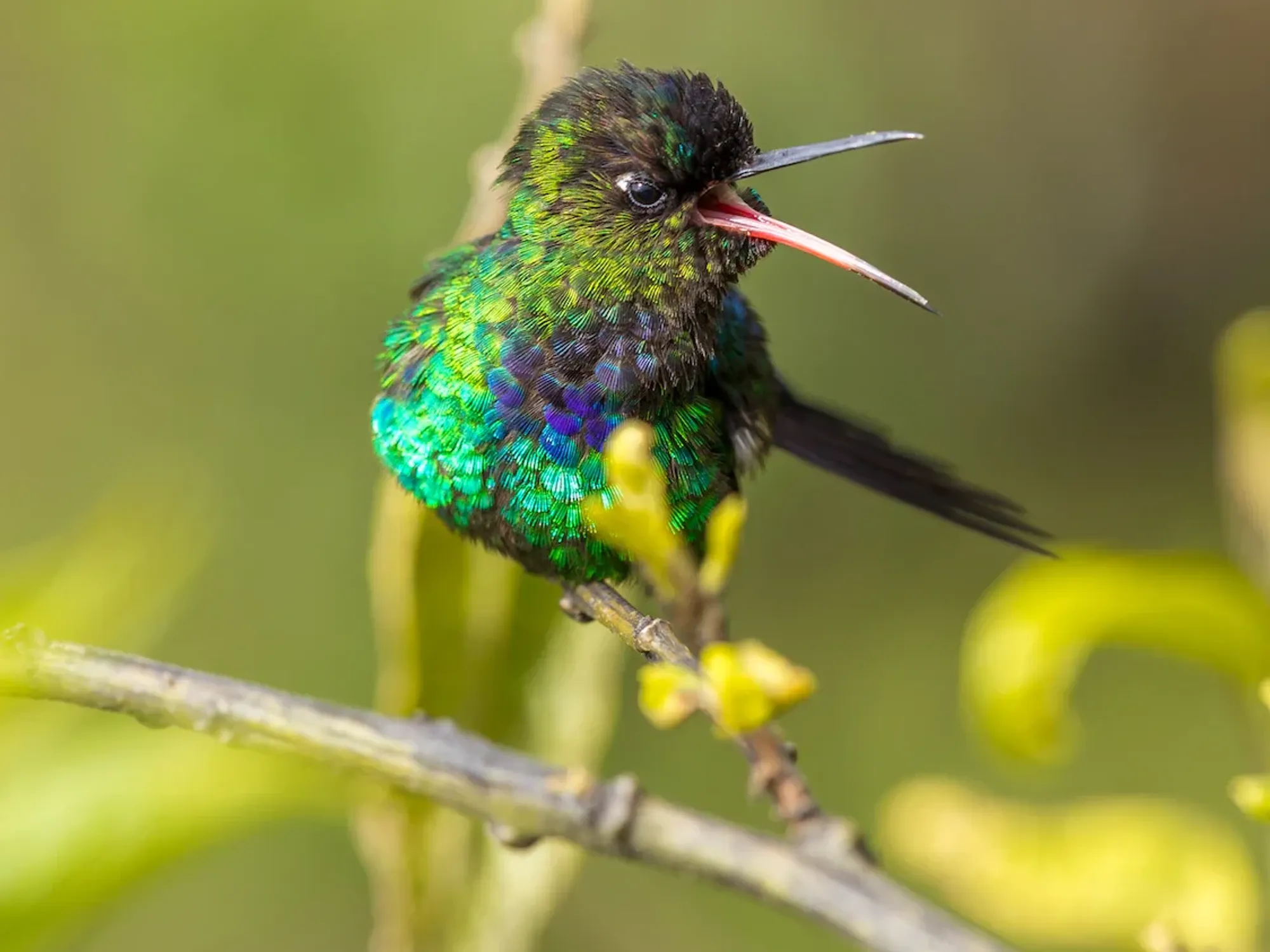 close up image of a green and black humming bird.