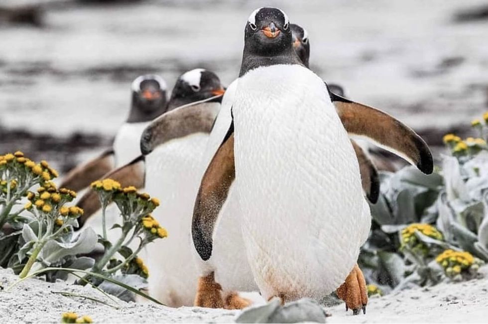 Close-up photograph of Patagonia National Park's wildlife​