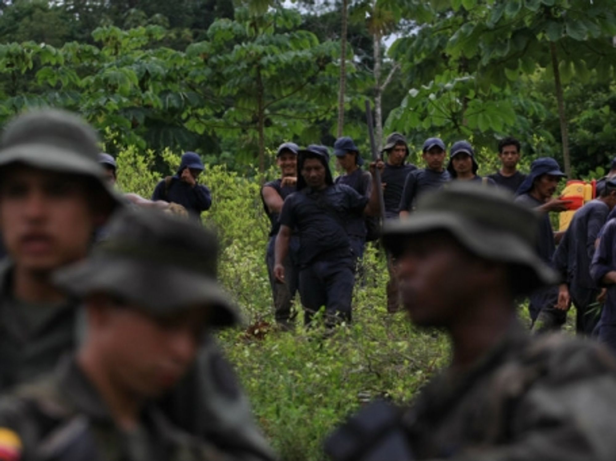 Coca eradication operations in Colombia