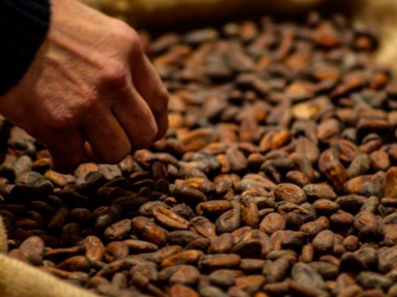 Cocoa beans at the Museum of Chocolate in Astorga