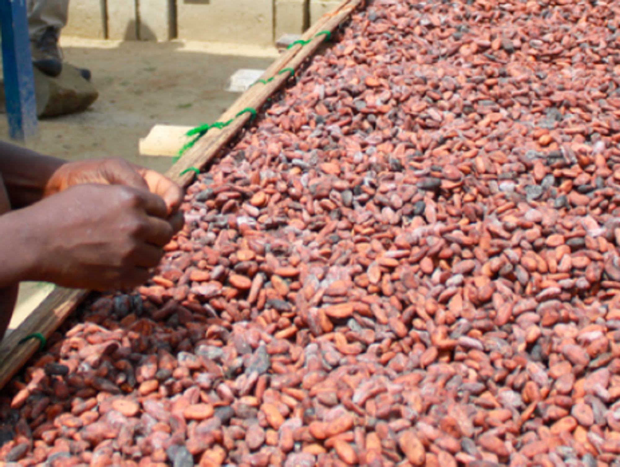 Cocoa beans get sorted in Ghana (Benketaro)