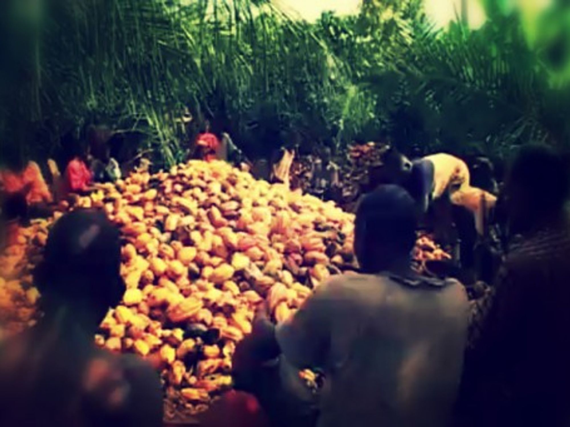 Cocoa Farming vs. Chimpanzees In Ivory Coast