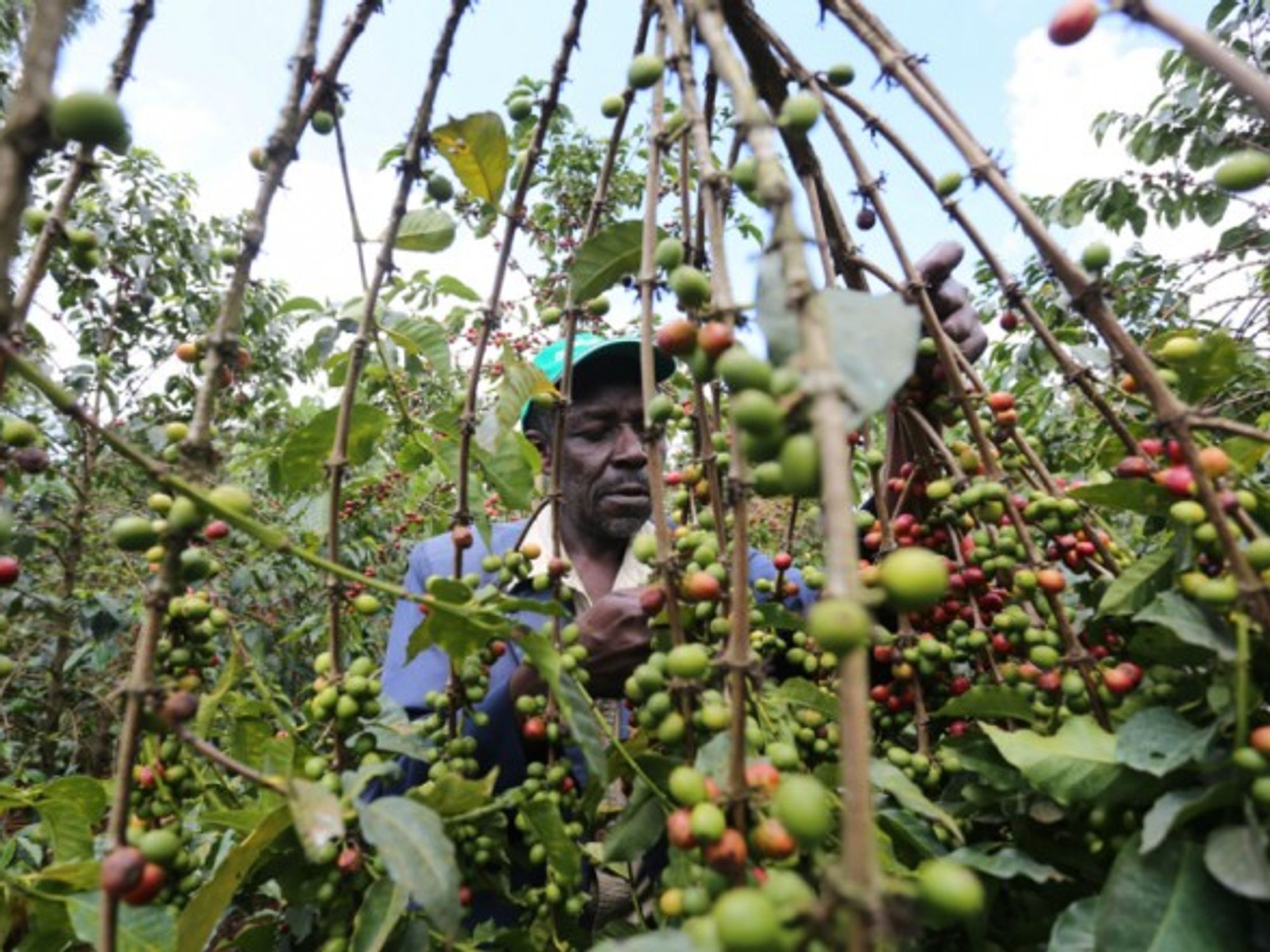 Coffee farmer harvesting beans in Kenya