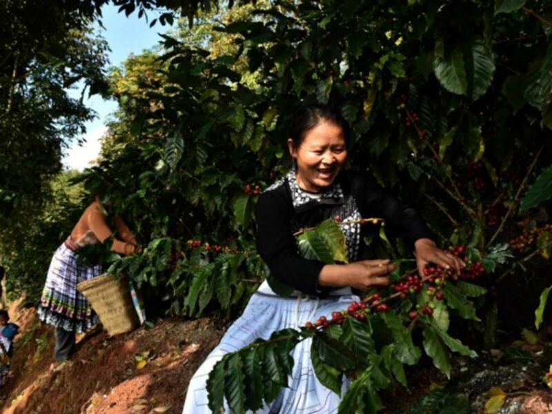 Coffee growers pick fresh coffee fruits in a plantation in Pu'er, southwest China's Yunnan Province