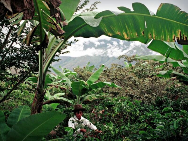Coffee picker near Quillabamba, Peru