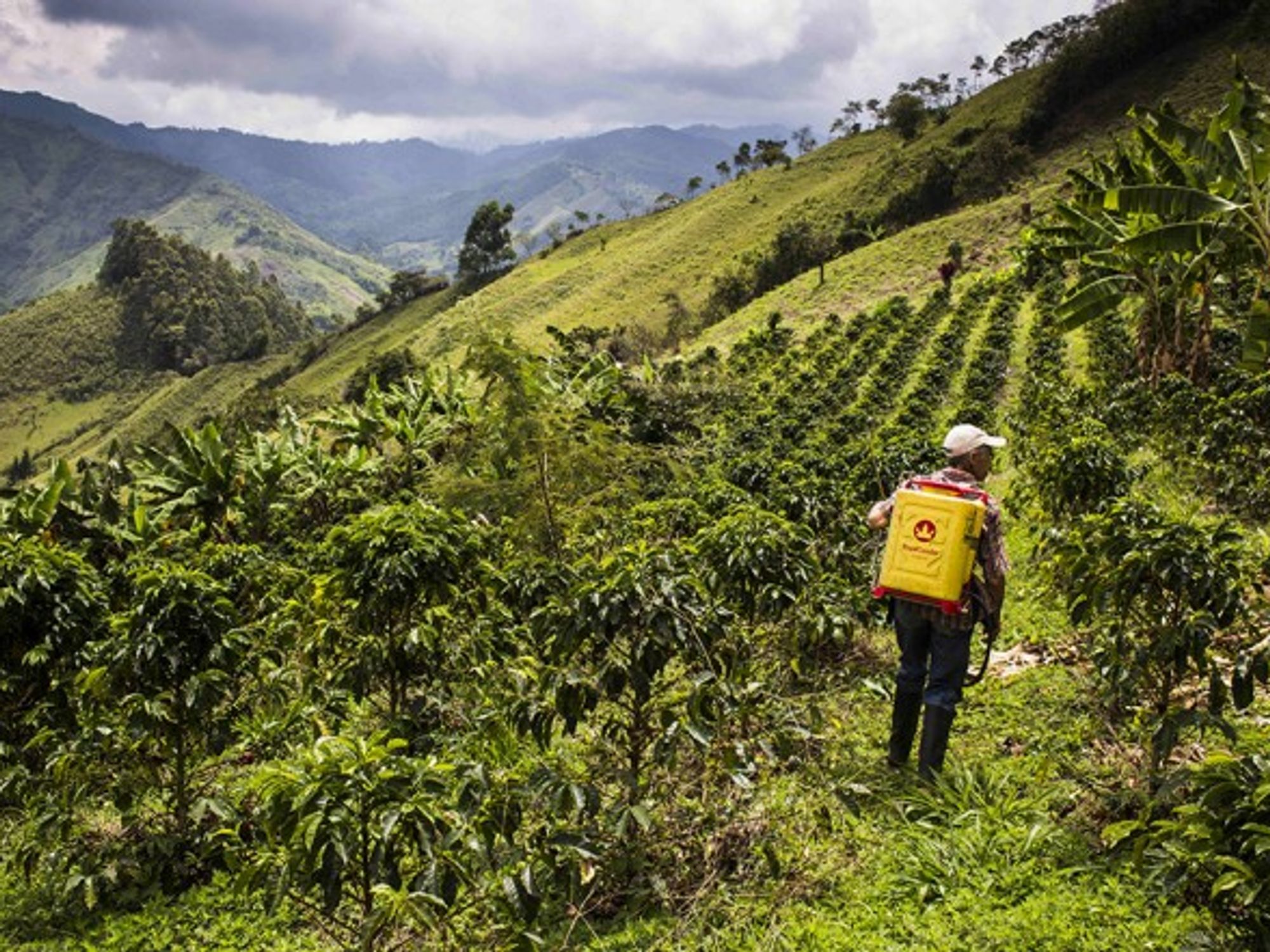 Coffee plantation in Caldas, Colombia