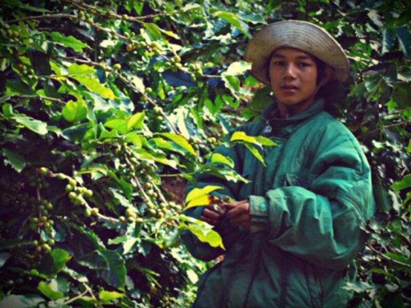 Coffeebean collector in Da Lat