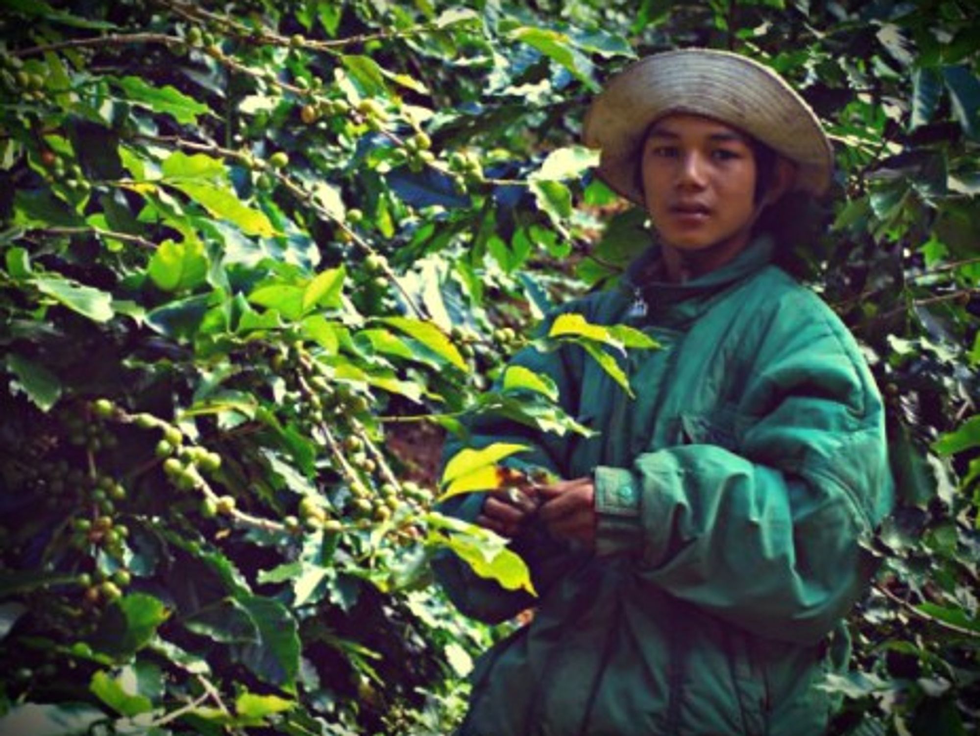 Coffeebean collector in Da Lat
