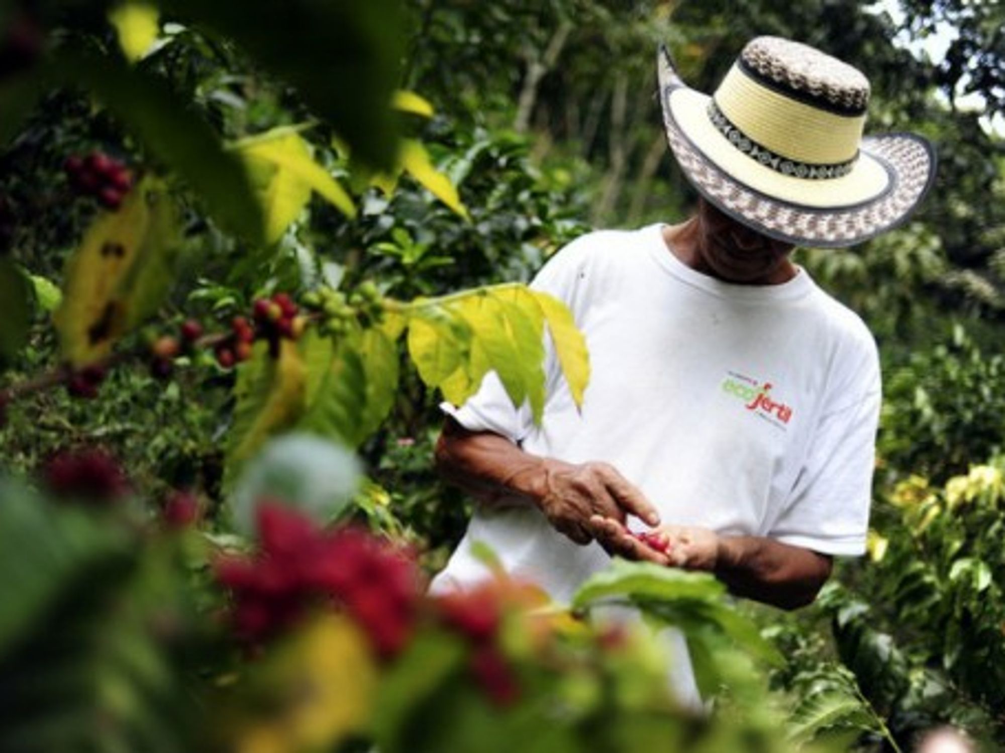 Colombian coffee farmer
