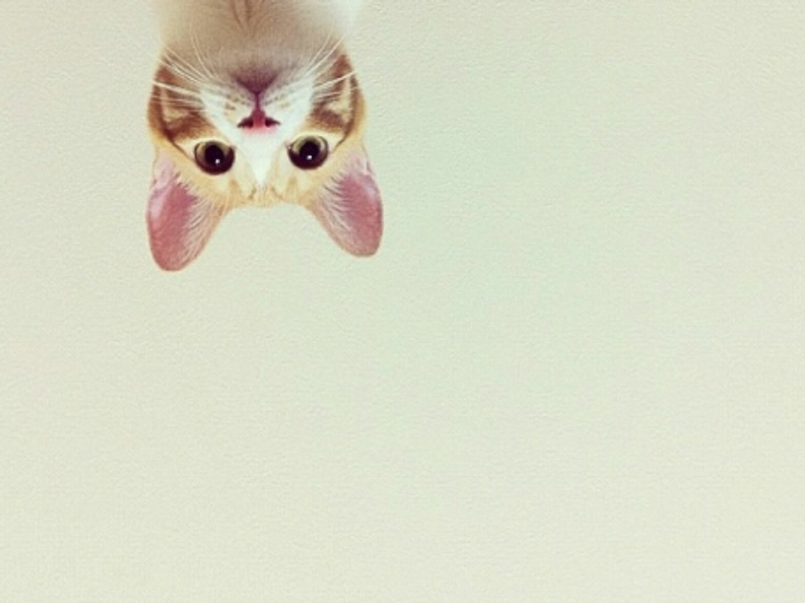 Comugi, a Japanese-bob-tail crossbreed