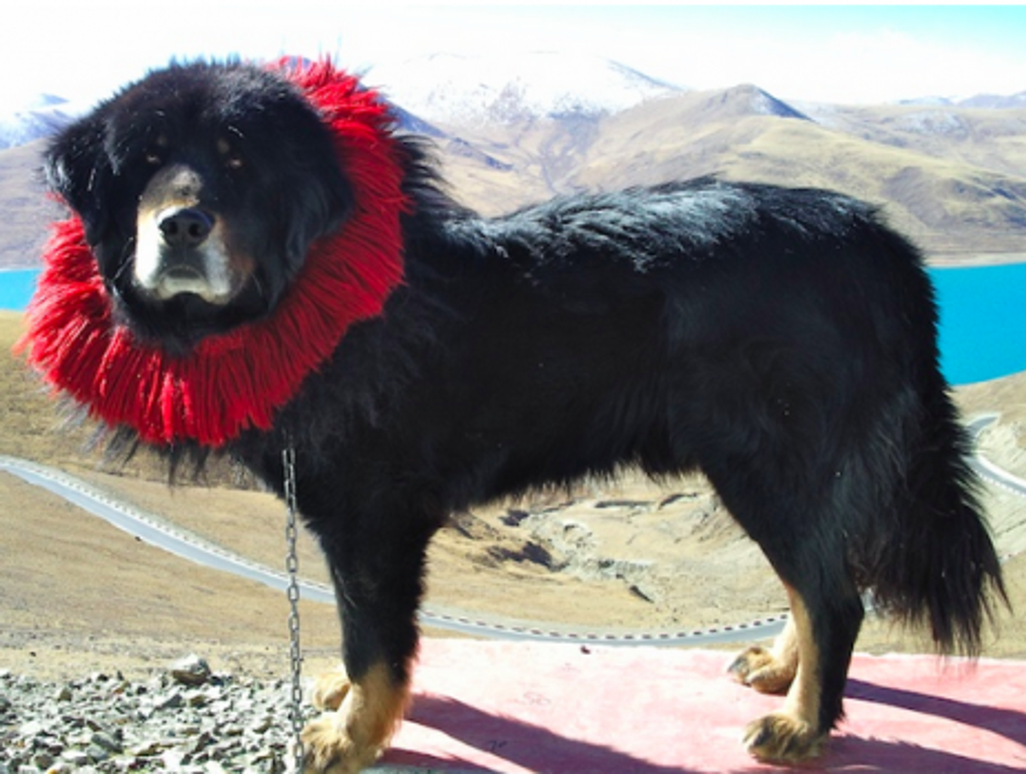 Court Battle After Tibetan Mastiff Dog Dies During Facelift Surgery