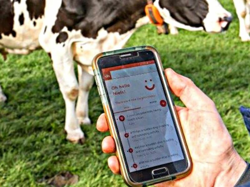 Cows with their 'FitBits' that control Ida