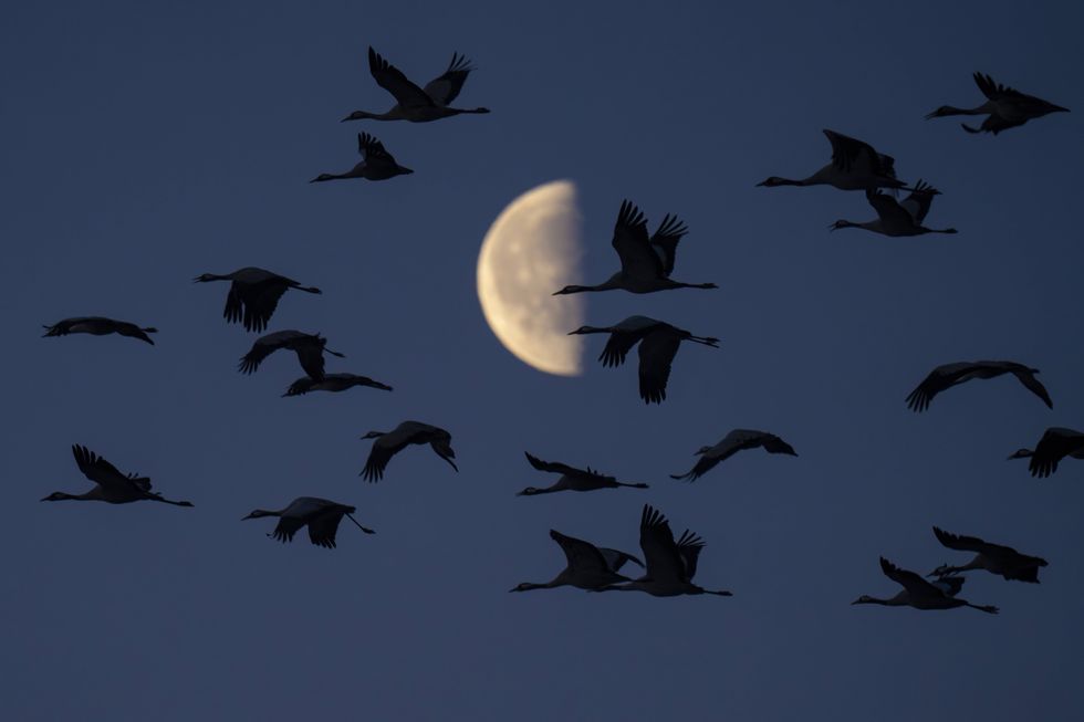 Cranes flying over the Moon
