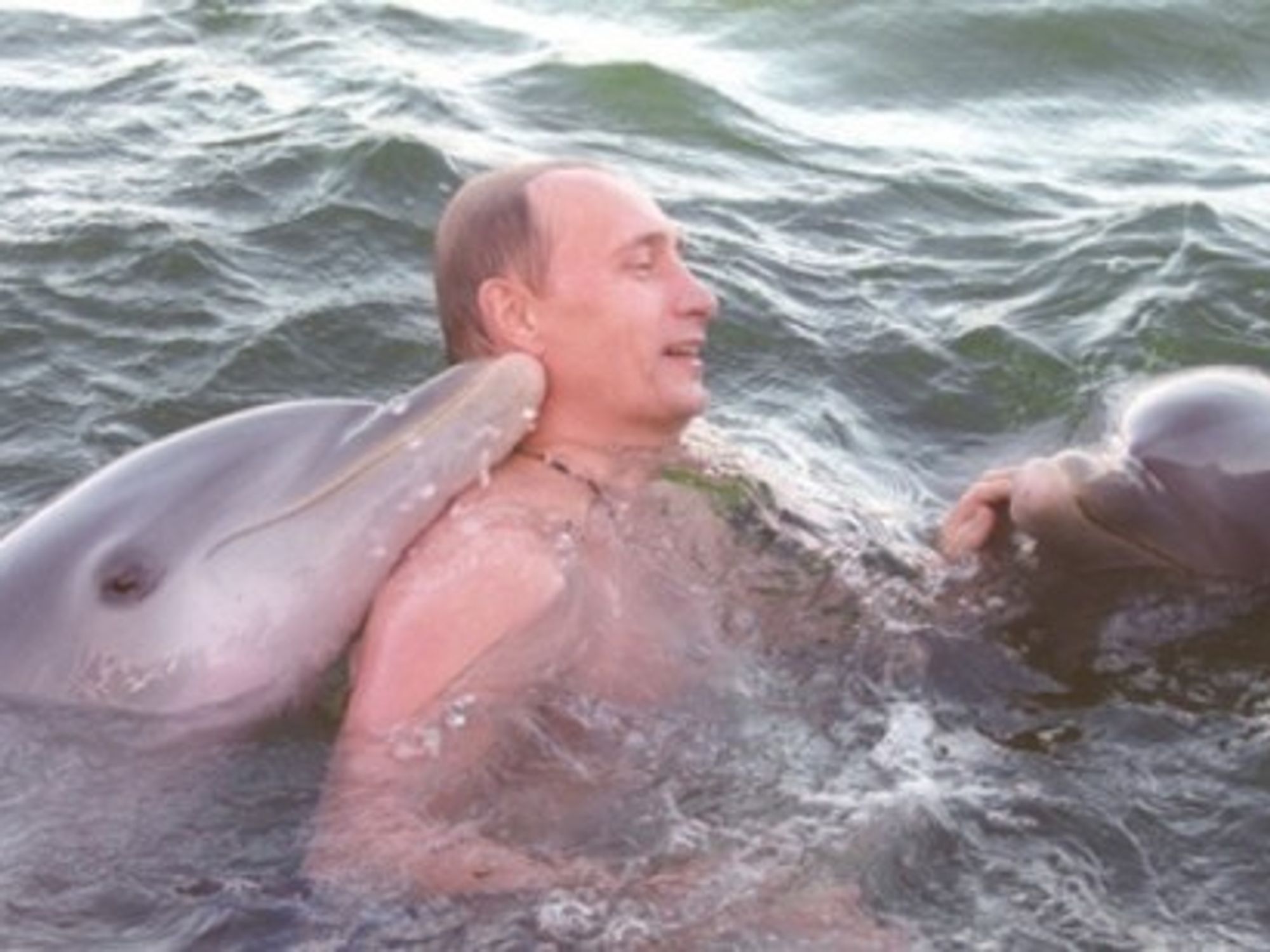 Crimea's Combat Dolphins Get Russian Passports