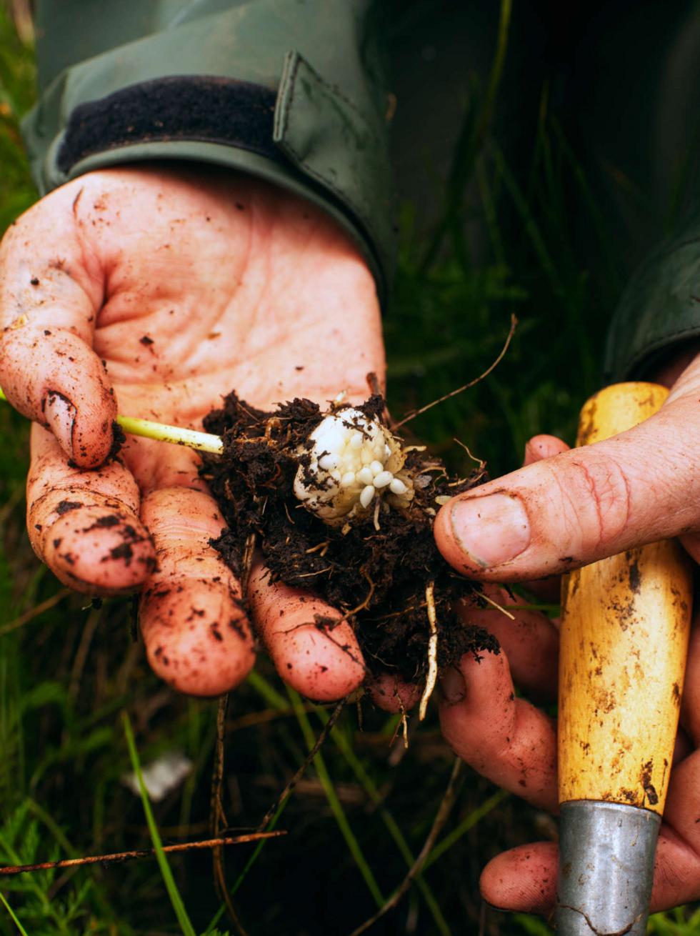 Cultivated rice root from the forest garden at Gitsaex. The plant is an important starch food.