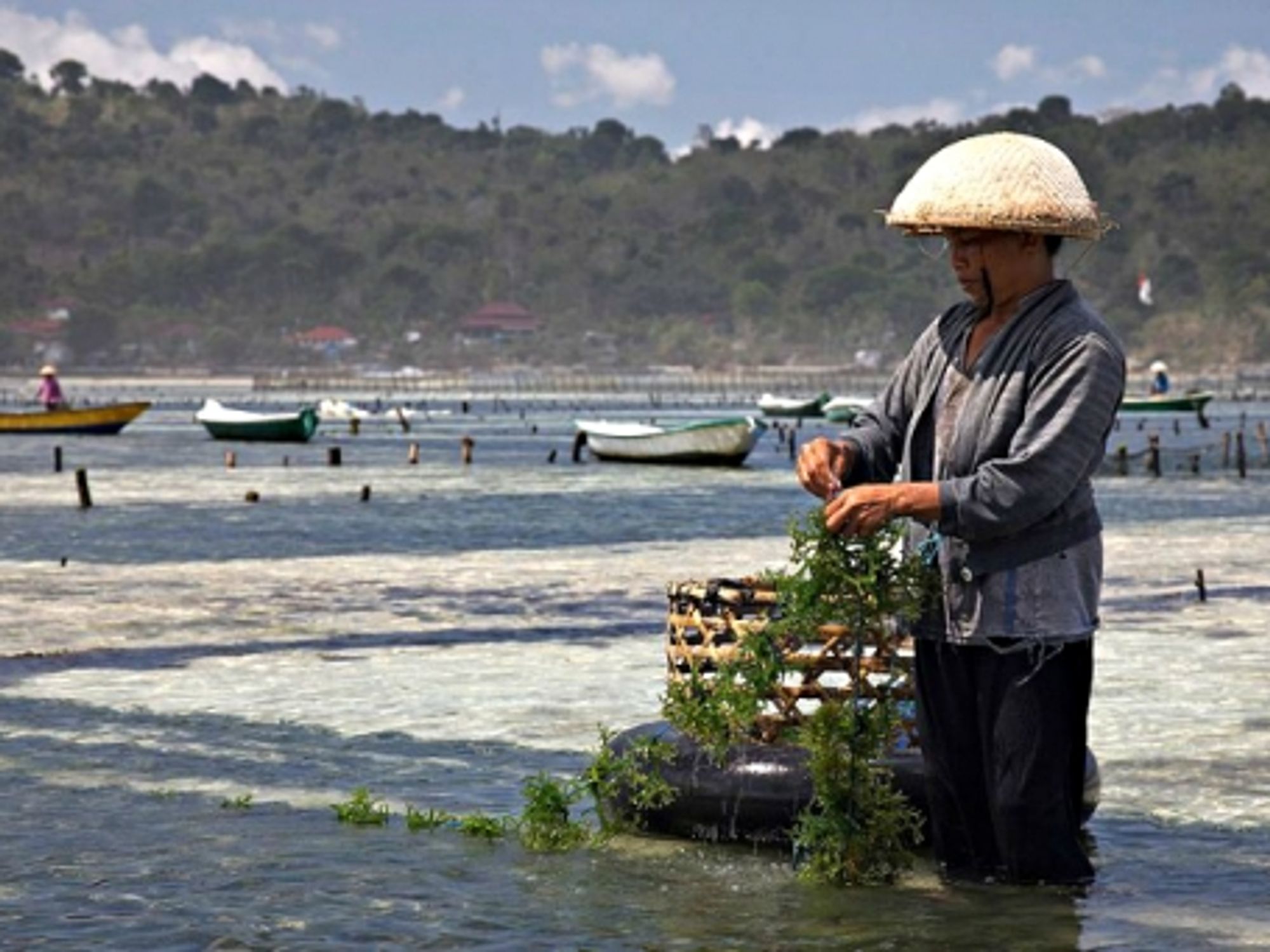 Cultivating seaweed in Bali, Indonesia