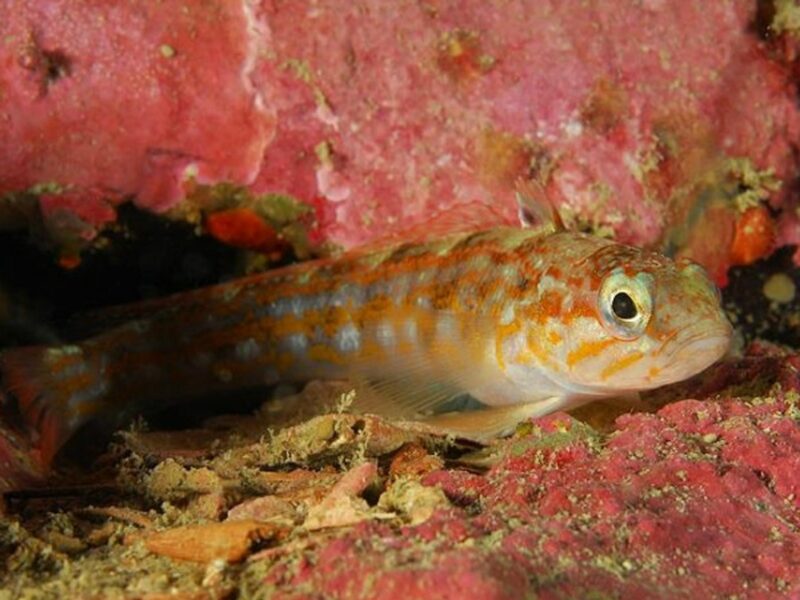 Cunningham's triplefin off the coast of Chile