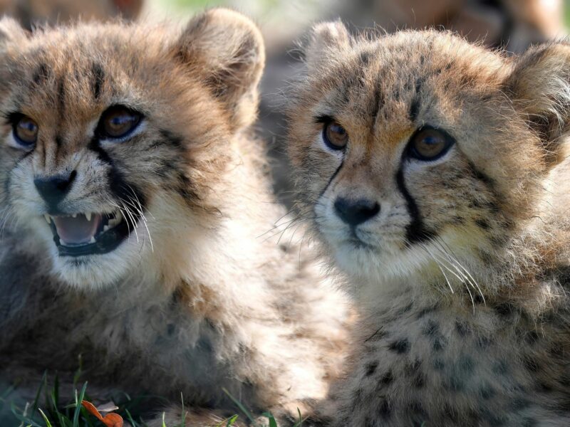Cute cheetah cubs basking in the warm weather.