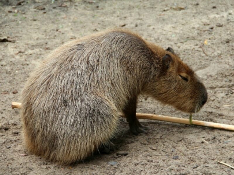 Cute, gross or lunch?
