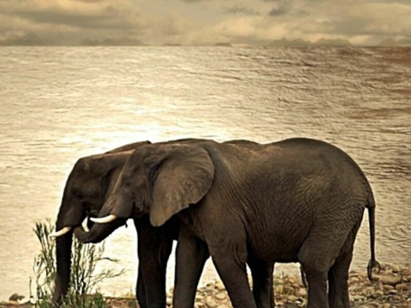 Cuteness Overload: Elephants Cuddle Each Other For Comfort