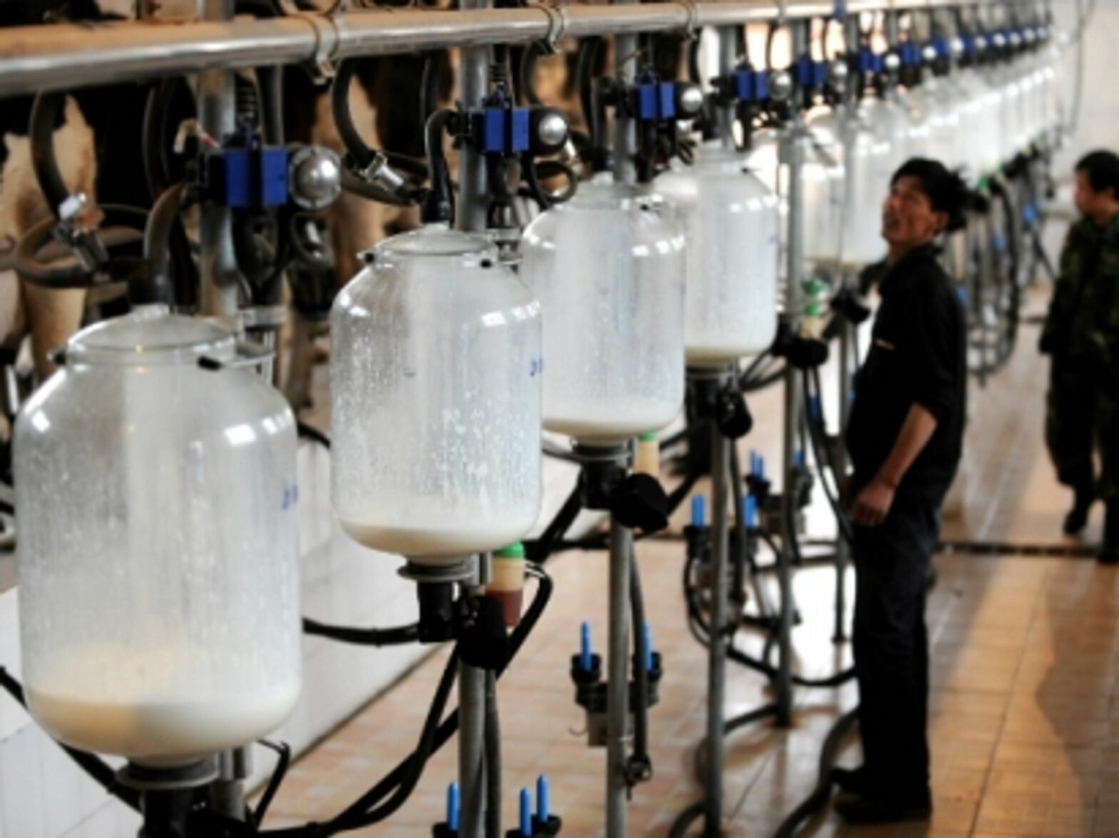 Dairy farmers collect milk in a cattle farm in Jinzhong, in China's Shanxi province.