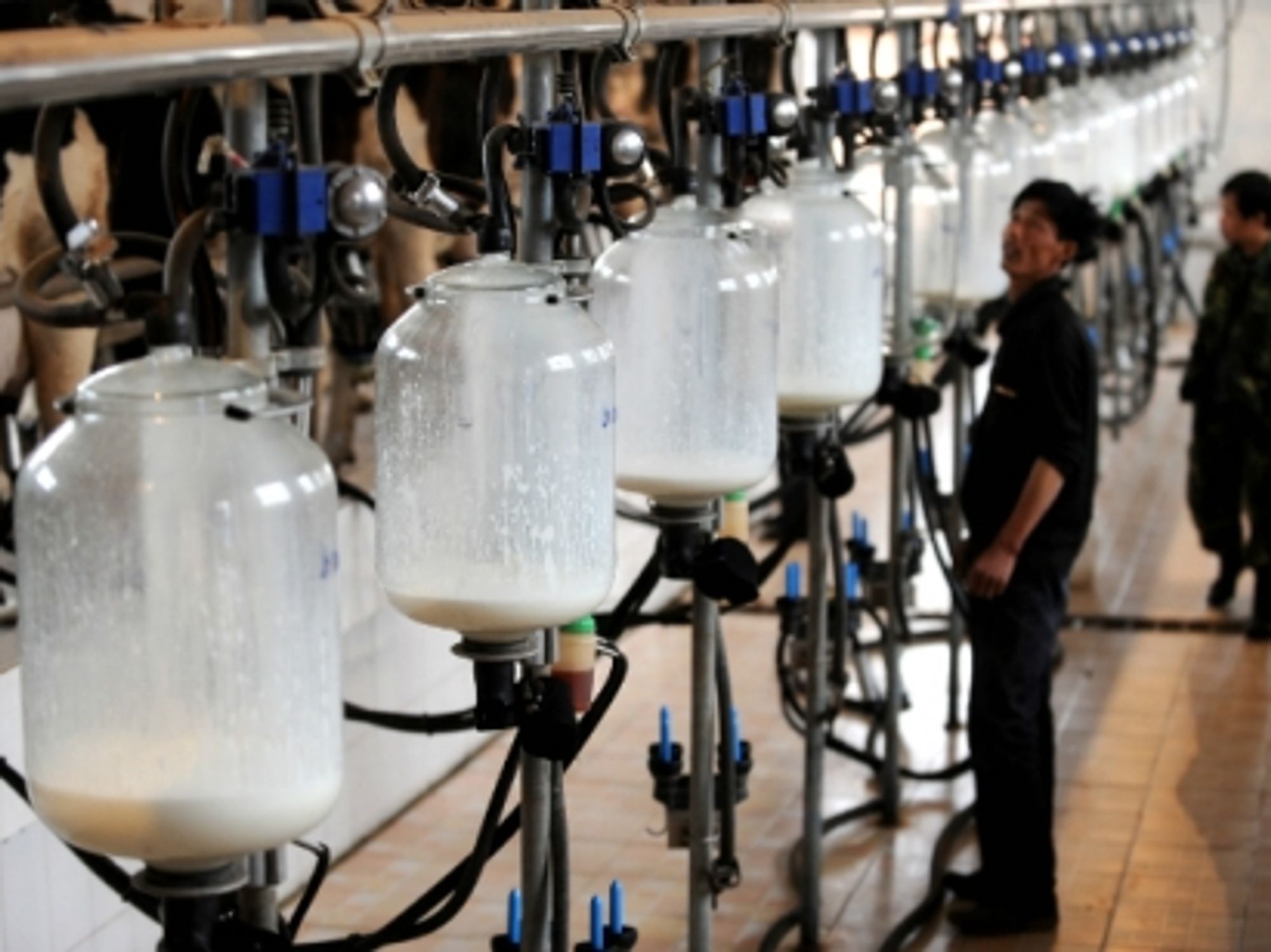 Dairy farmers collect milk in a cattle farm in Jinzhong, in China's Shanxi province.