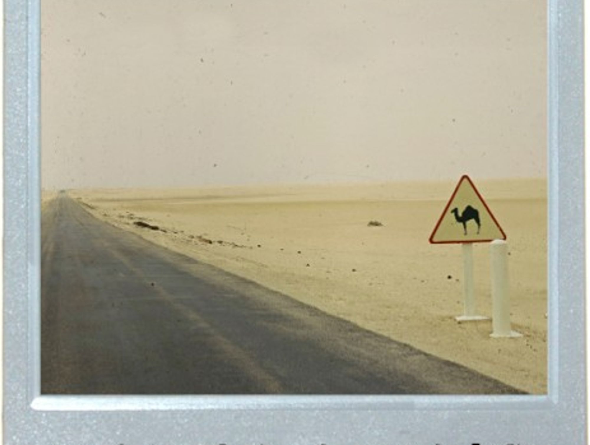 Danger: Camel Crossing
