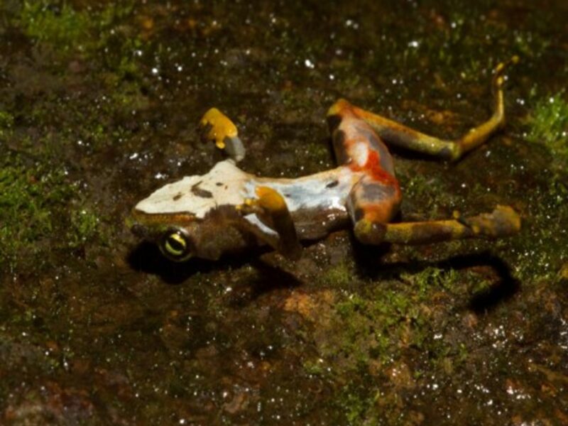 Dead Bd-infected frog in Panama (brian.gratwicke)