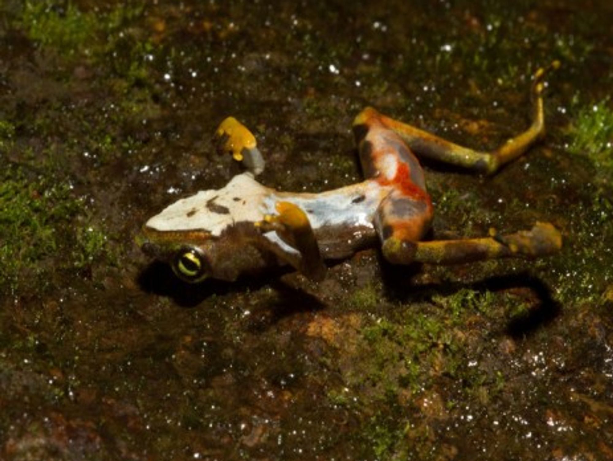 Dead Bd-infected frog in Panama (brian.gratwicke)