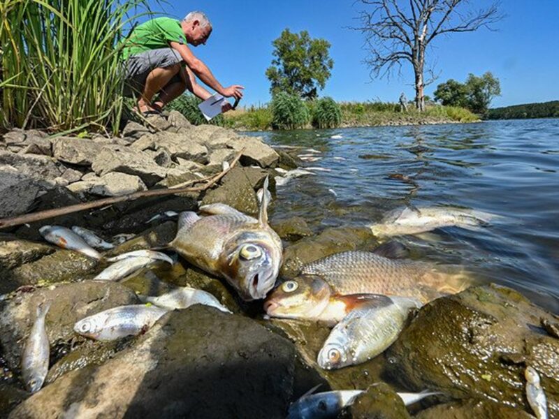 Dead fish washed up on the river bank of the river Oder on the German-Polish border.
