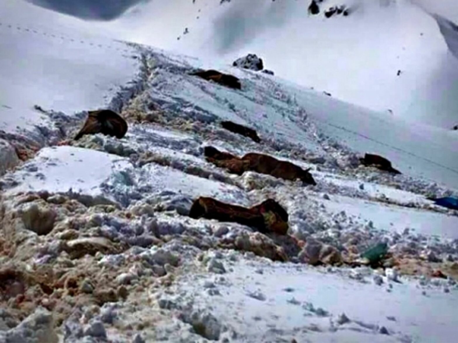 Dead mules near the Turkey-Iraq border