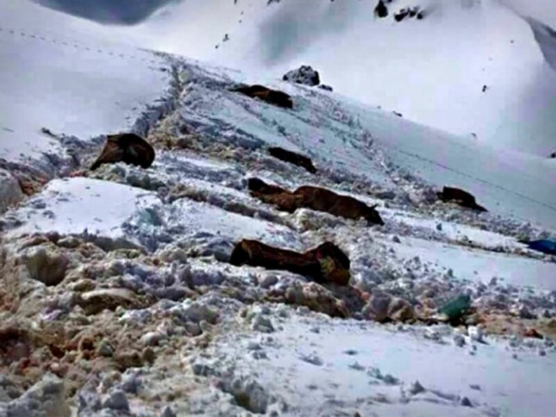 Dead mules near the Turkey-Iraq border