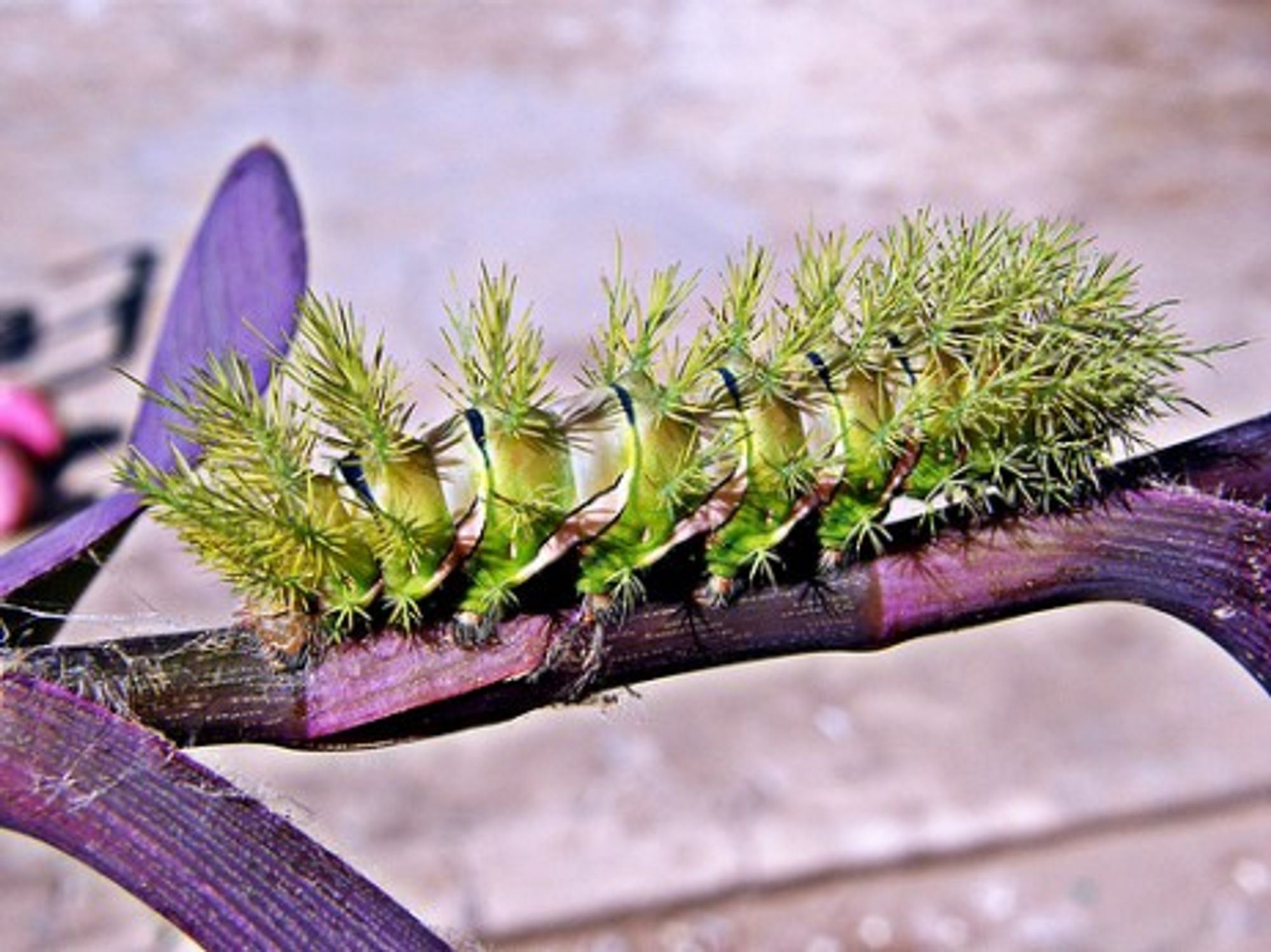 Deadly 'Furry Cat' Caterpillar Strikes In Argentina