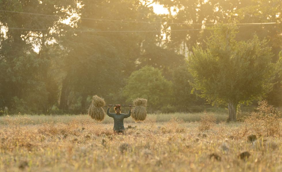 December 1, 2024: A woman farmer carries harvested rice paddy, in a rice agricultural field, in Bokakhat, India