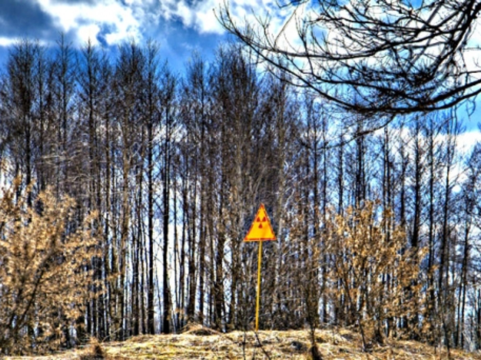 Decimated pine forest near Chernobyl site