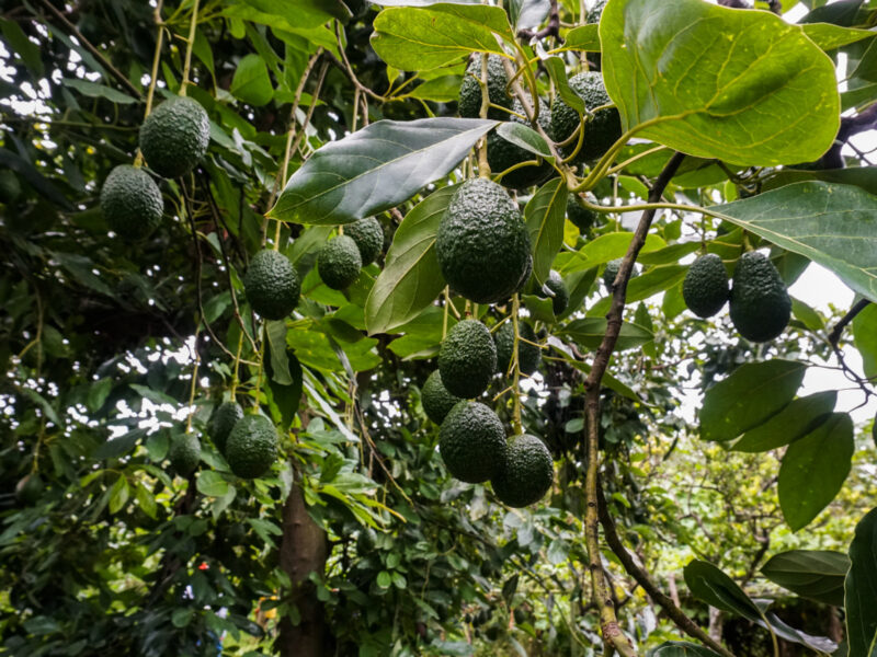 Deep Inside The Ecological Devastation Of Mexico’s Avocado Production