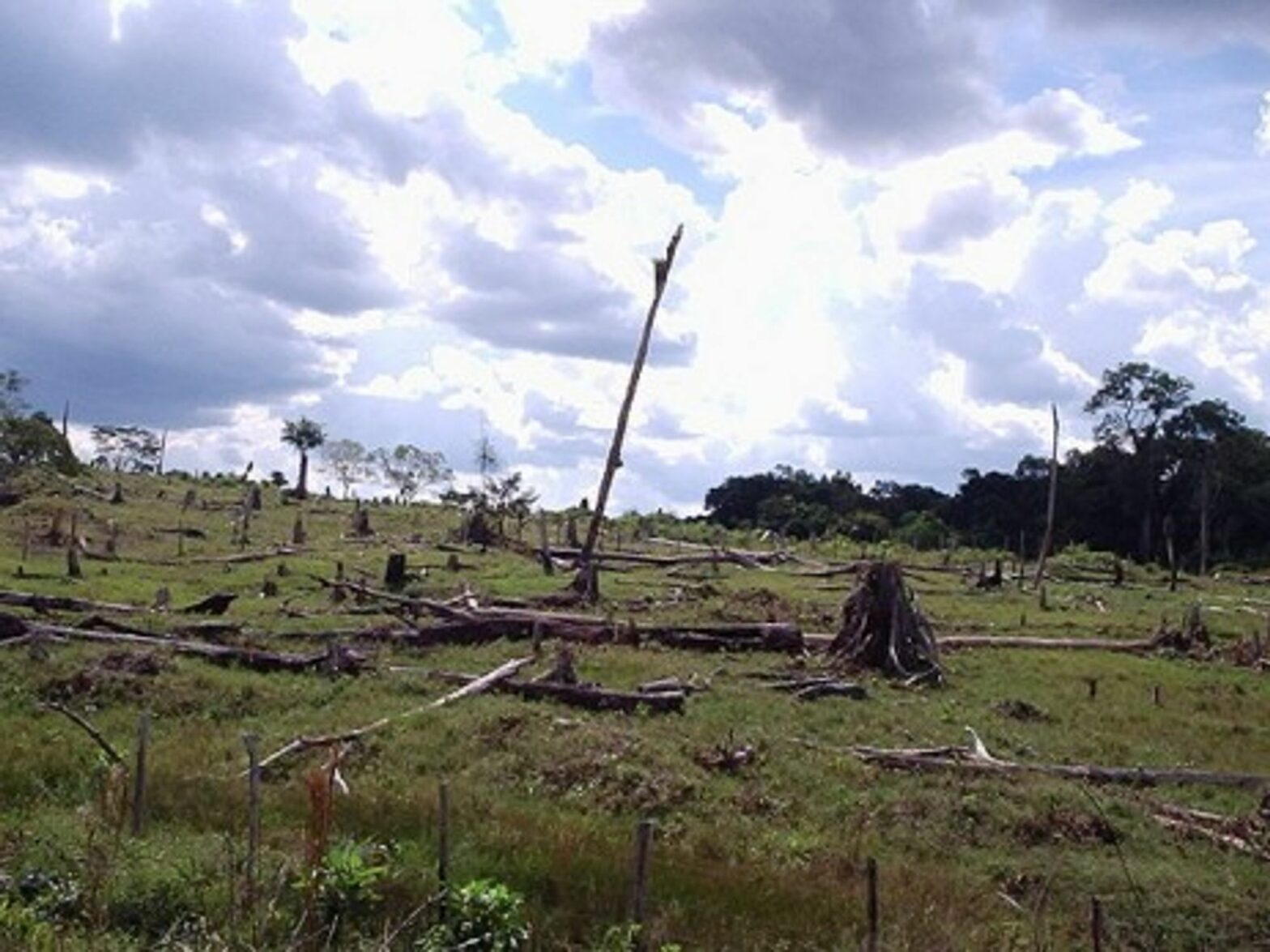 Deforestation in the Amazon