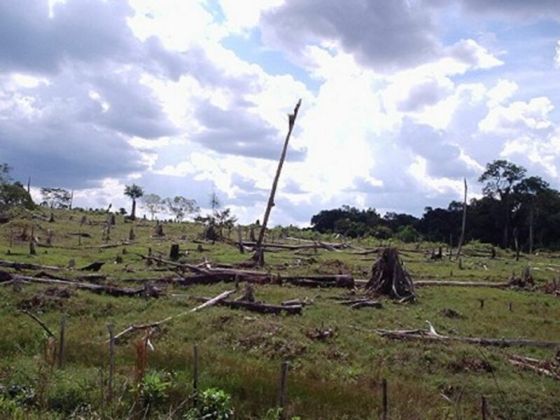 Deforestation in the Amazon