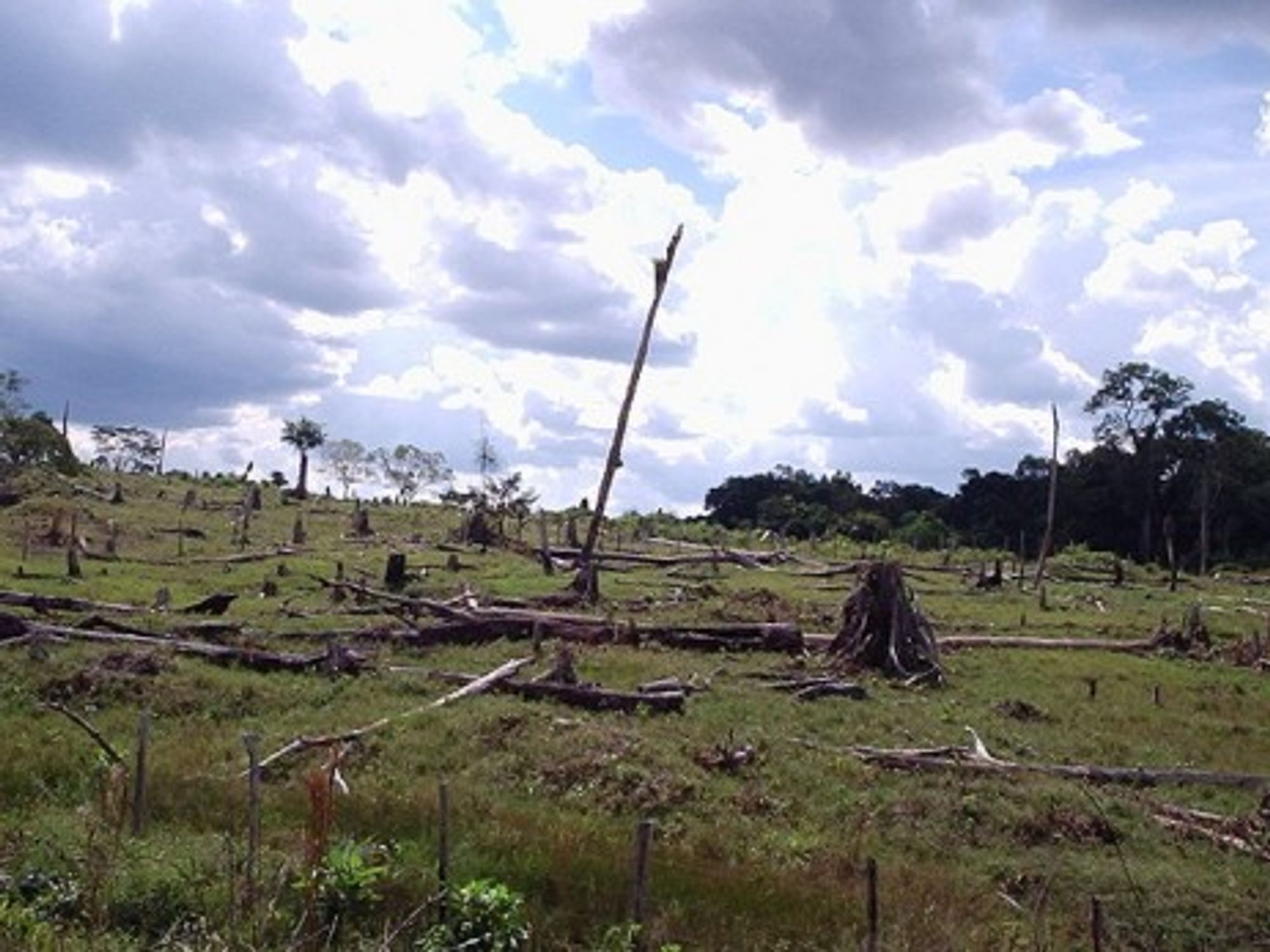 Deforestation in the Amazon