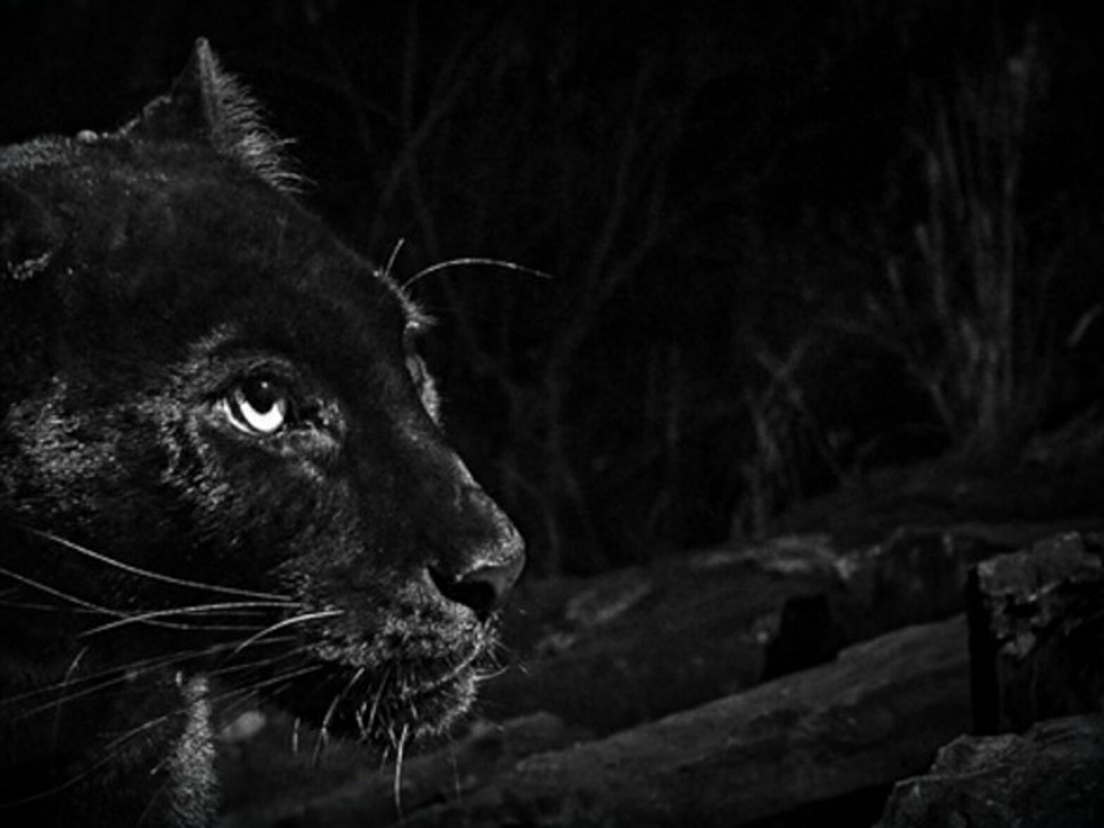 Detail of Black Leopard photograph at Laikipia Wilderness Camp, Kenya