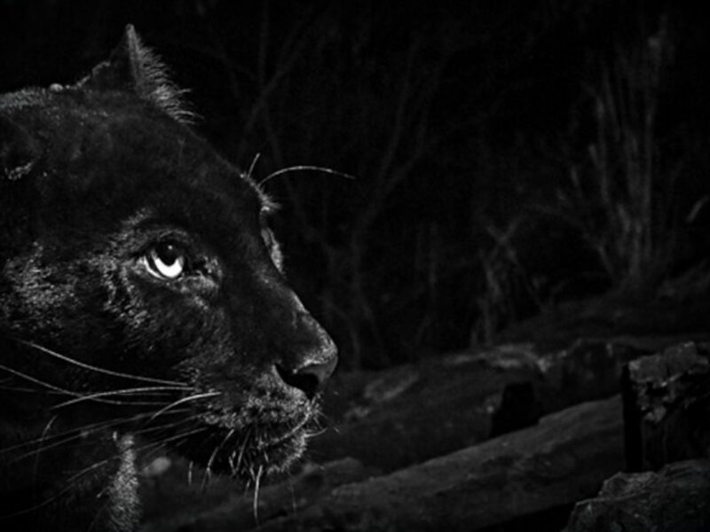 Detail of Black Leopard photograph at Laikipia Wilderness Camp, Kenya
