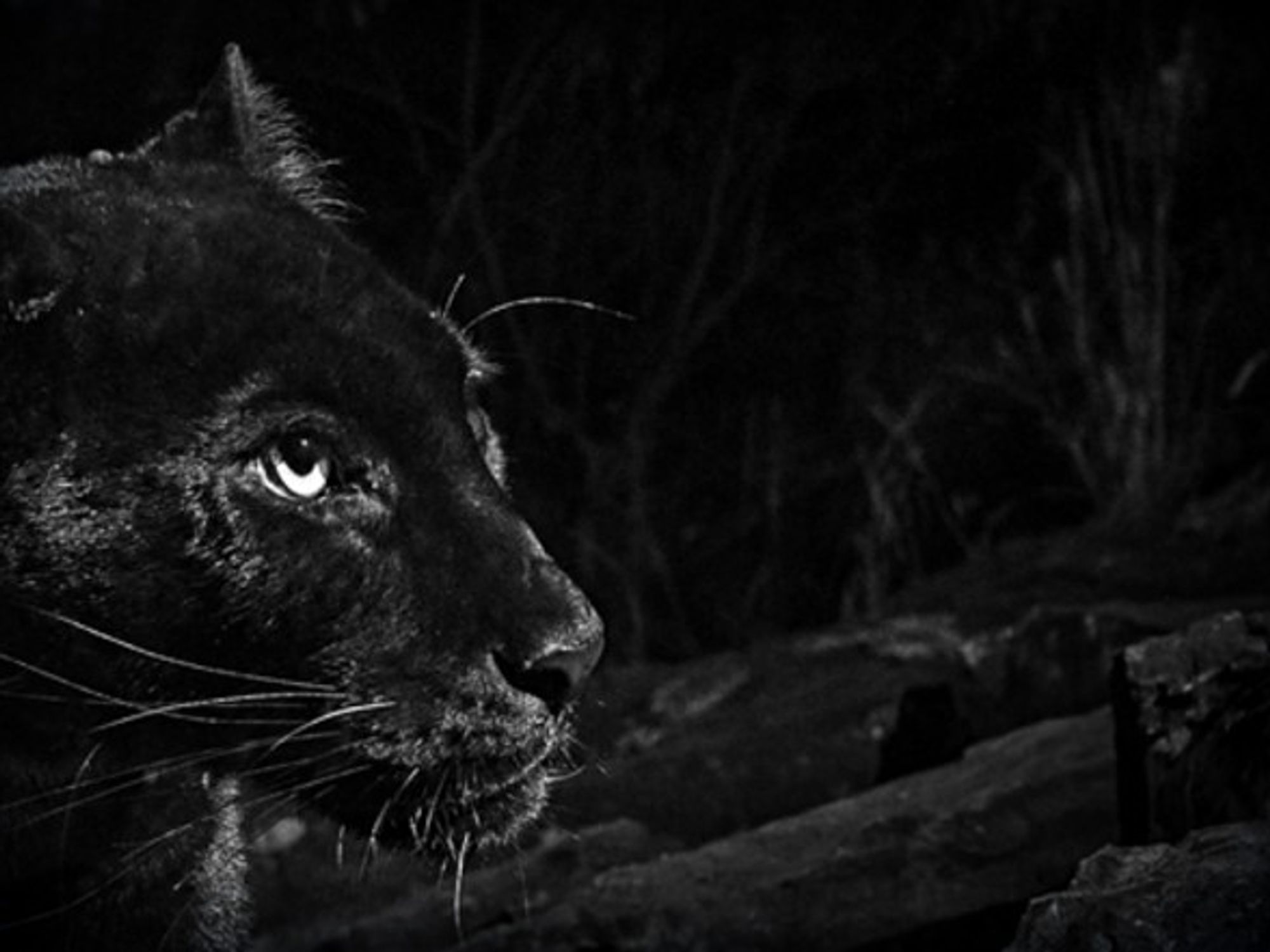 Detail of Black Leopard photograph at Laikipia Wilderness Camp, Kenya