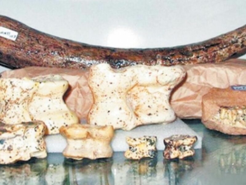 Disputed fossils
