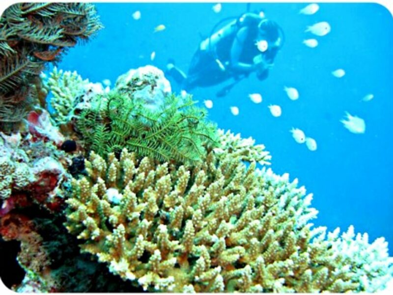 Diving near coral in the Maldives