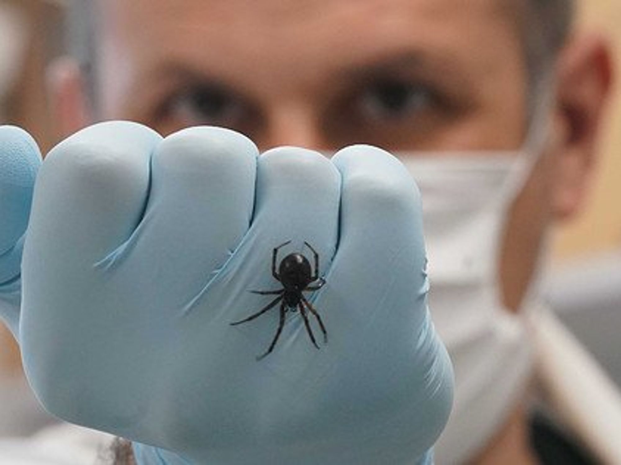 Doctor showing his gloved fist with a spider on it.